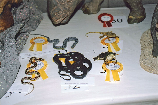 2004-rettili